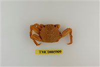 藏品(鱗形斜紋蟹)的圖片